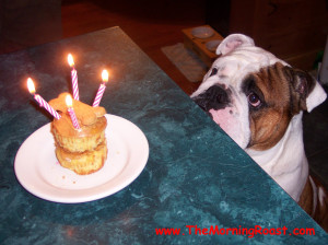 English Bulldog sees his cake on the counter.