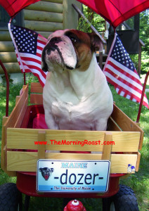 Dozer, the English Bulldog, looking happy and proud to be sitting in his wagon.