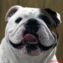 Smiling English Bulldog