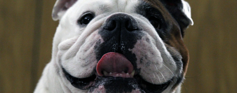 English Bulldog blows out candles on his birthday cake!