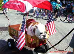 English Bulldog in his Fourth of July parade wagon