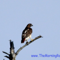 red tail hawks mating in maine