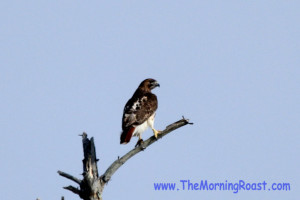 red tail hawks mating in maine