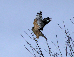 Crisp image of red tail hawk taking flight taken at 1/8000 of a second