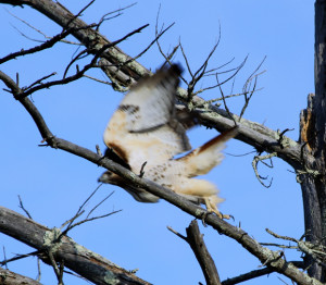 Blurred image of red tail hawk taking flight taken at 1/320 of a second
