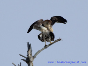 red tail hawks mating in maine