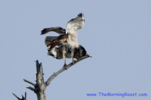 red tail hawks mating in maine