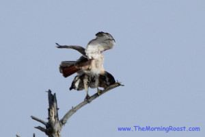 red tail hawks mating in maine