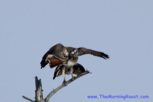 red tail hawks mating in maine