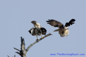 red tail hawks mating in maine