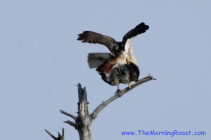 red tail hawks mating in maine