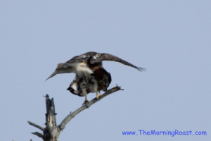 red tail hawks mating in maine