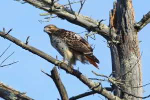 Maine Red Tail Hawk about to take flight