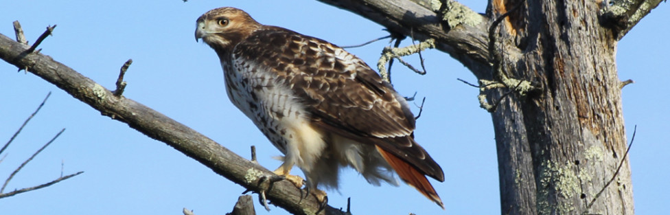 How to Shoot Rare Birds Without Scaring them Away