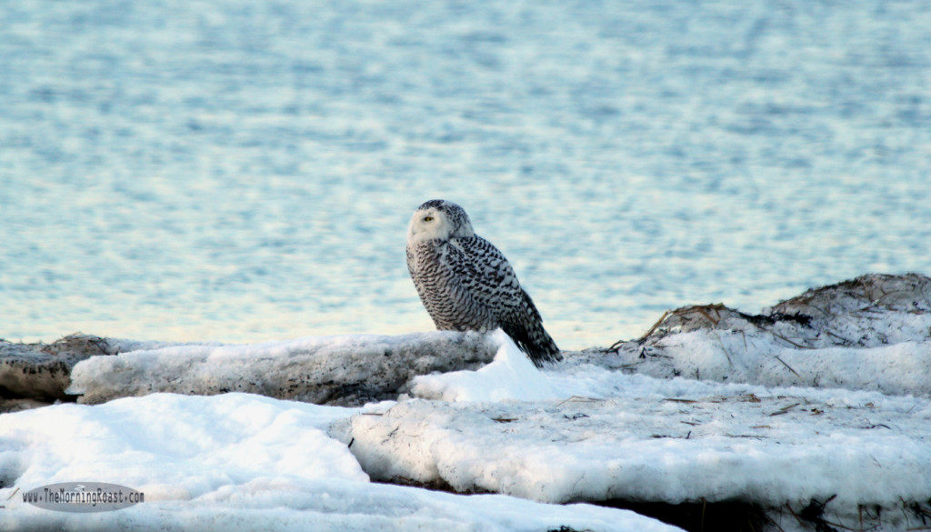 Snowy Owl profile shot.