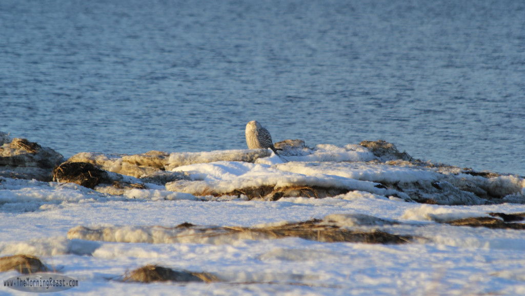 Snowy Owl sitting in the last rays of the sun for the afternoon.