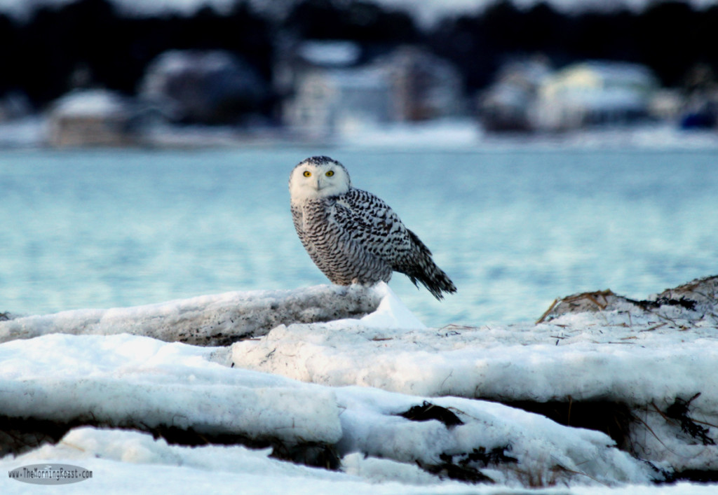 Snowy Owl