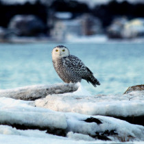 Snowy Owl