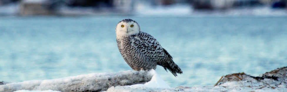 Snowy Owl Visits the Coast of Maine, Far From Arctic Home