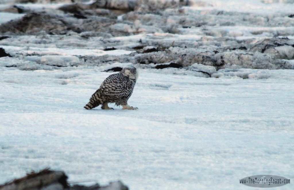 Snowy Owl on foot