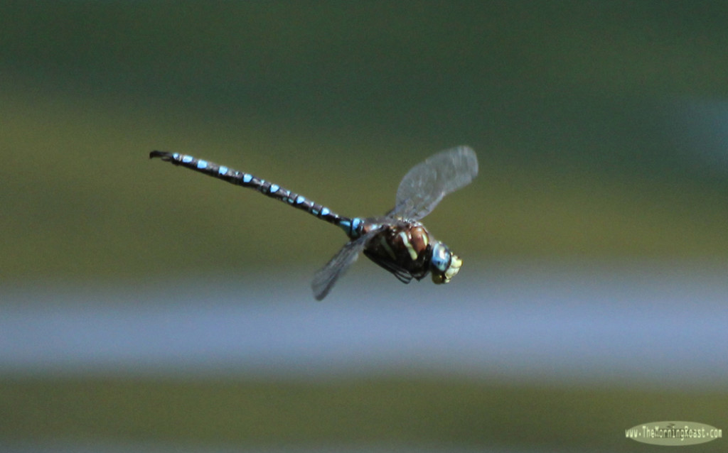 Dragonfly hovering in place.