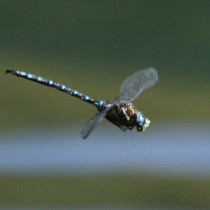 Dragonfly hovering in place.