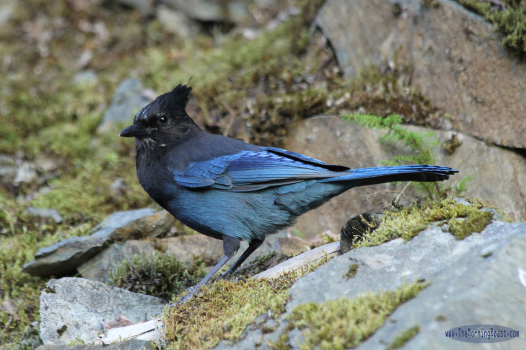 Stellars Jay Whistler BC