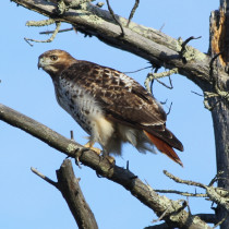 Maine Red Tail Hawk about to take flight